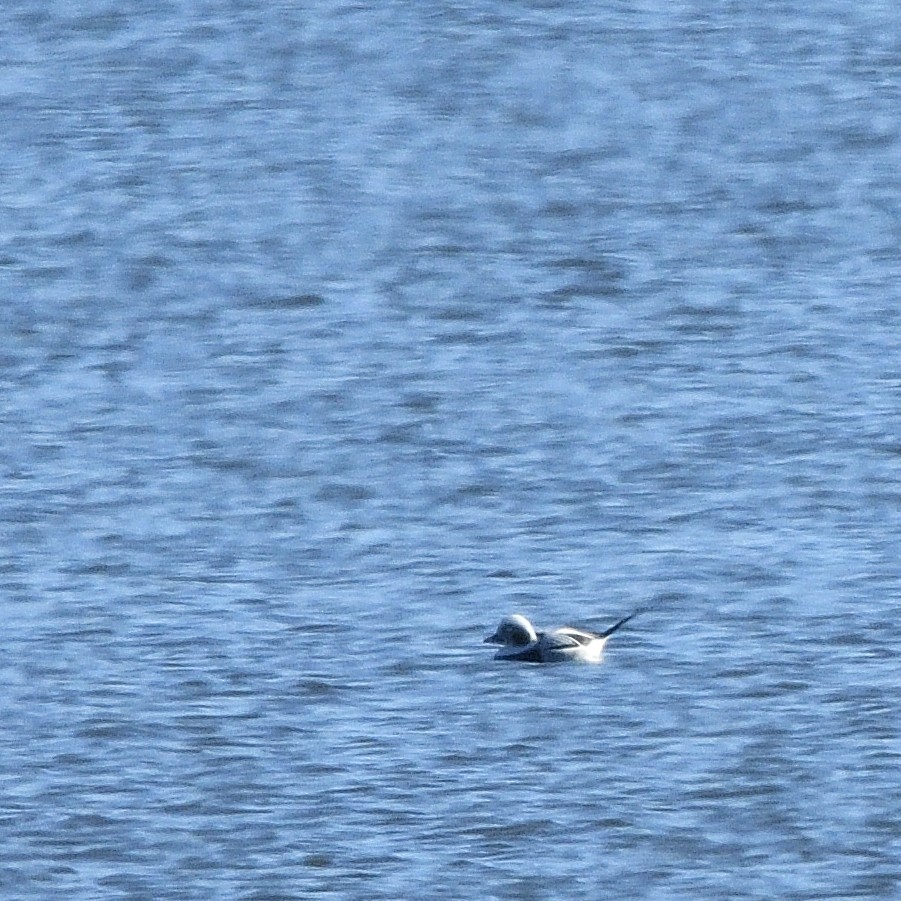 Long-tailed Duck - ML512911591