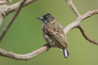  - Scaled Piculet