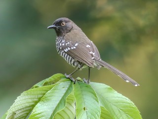  - Banded Prinia (Black-faced)