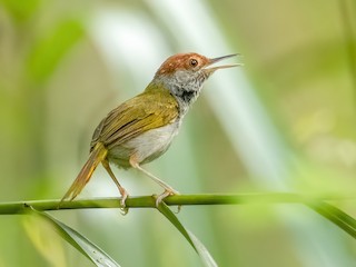  - Green-backed Tailorbird