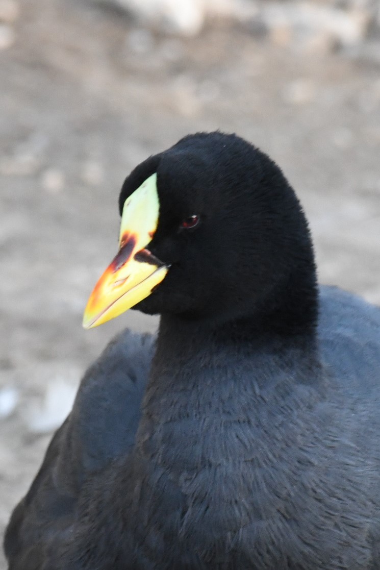Red-gartered Coot - ML512917651