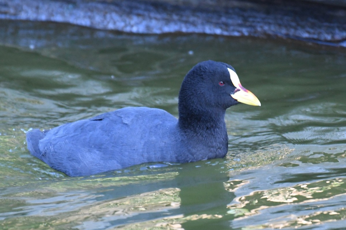 Red-gartered Coot - ML512917681