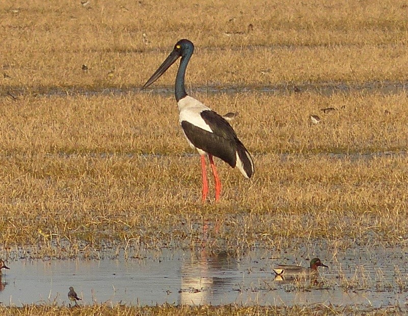Black-necked Stork - ML51291891