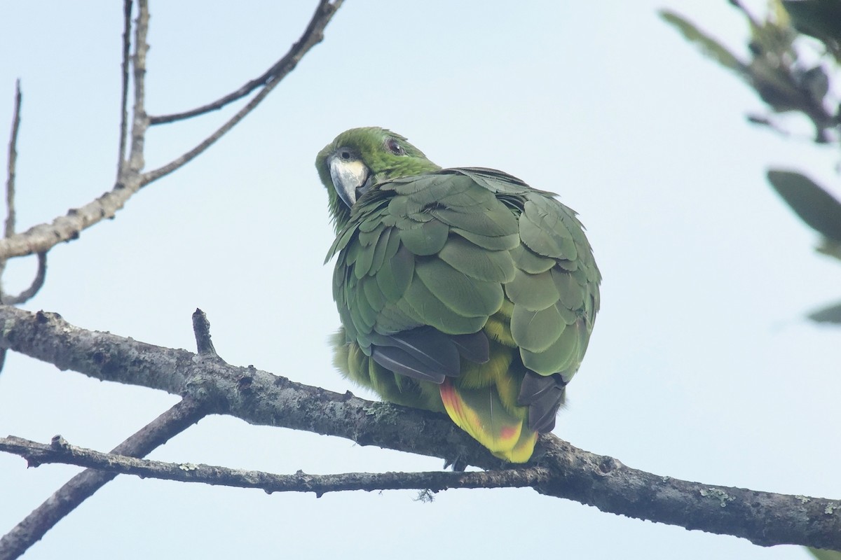 Scaly-naped Parrot - Cory Gregory