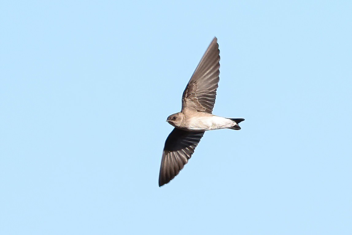 Northern Rough-winged Swallow - ML512920101