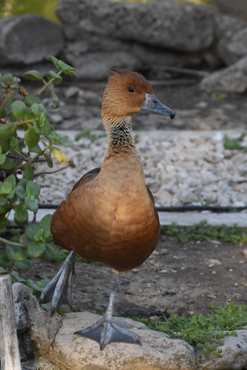 Fulvous Whistling-Duck - ML512921701