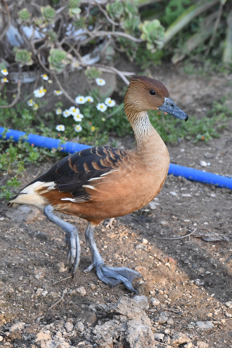 Fulvous Whistling-Duck - ML512921731