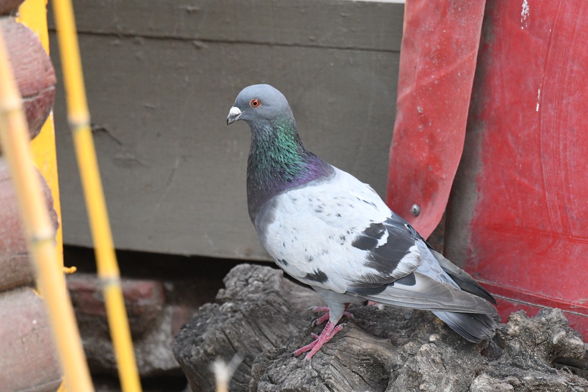 Rock Pigeon (Feral Pigeon) - ML512921941