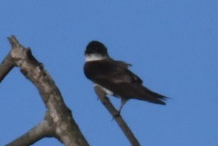 Brown-chested Martin - ML512922361