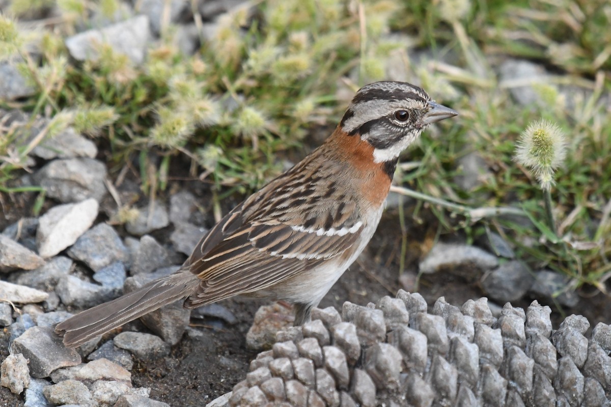 Rufous-collared Sparrow - ML512922461