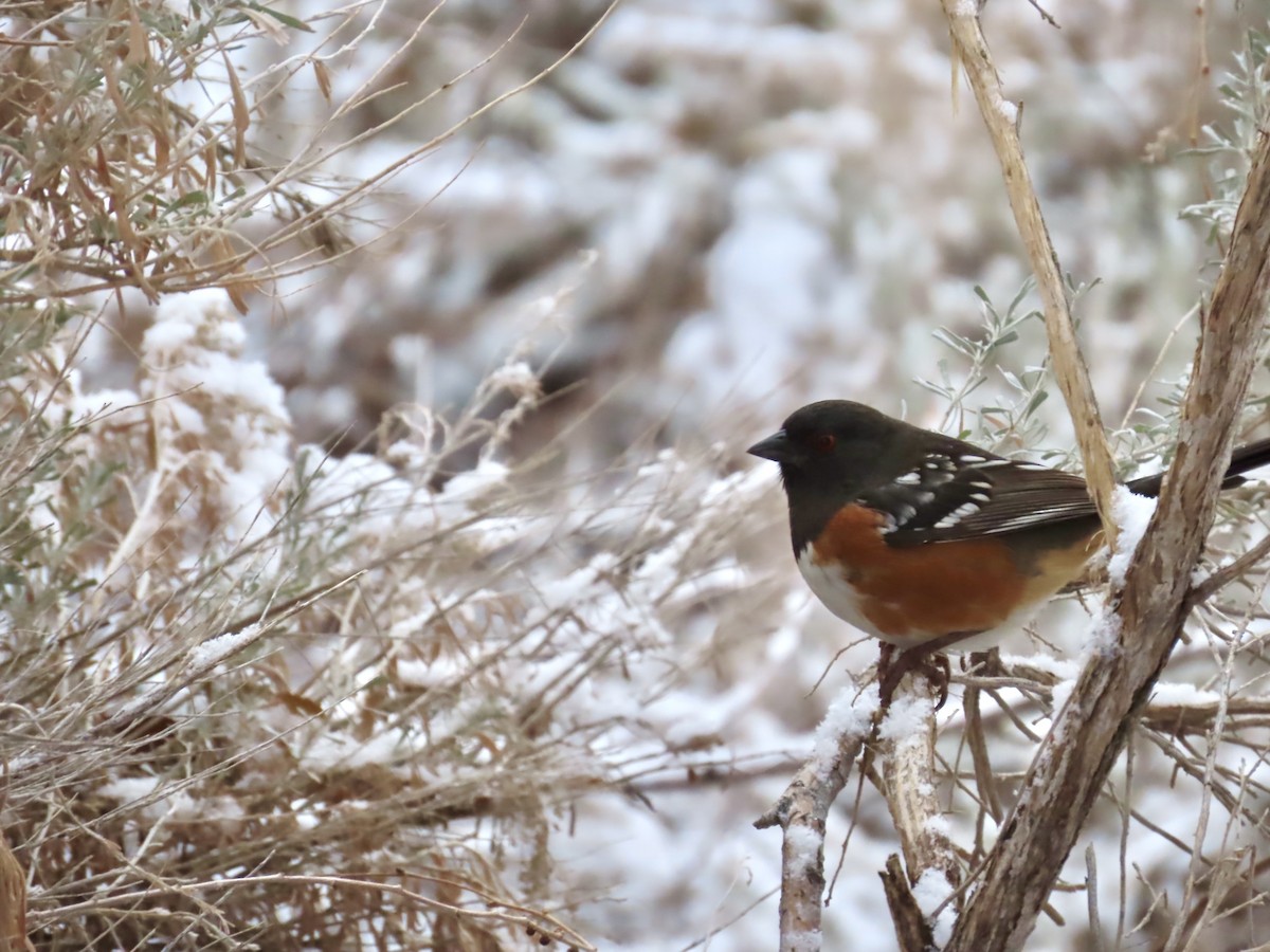 Spotted Towhee - Pat Weber