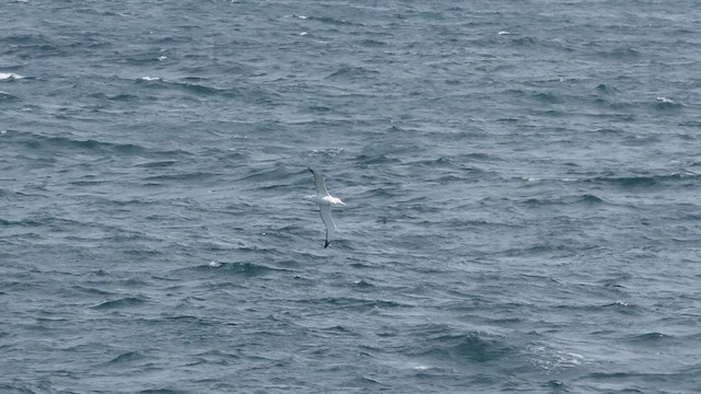 albatros královský - ML512925111
