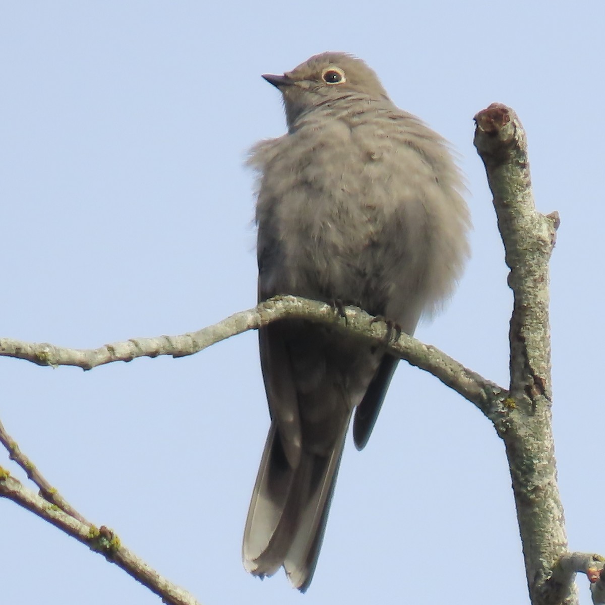 Townsend's Solitaire - ML512925761