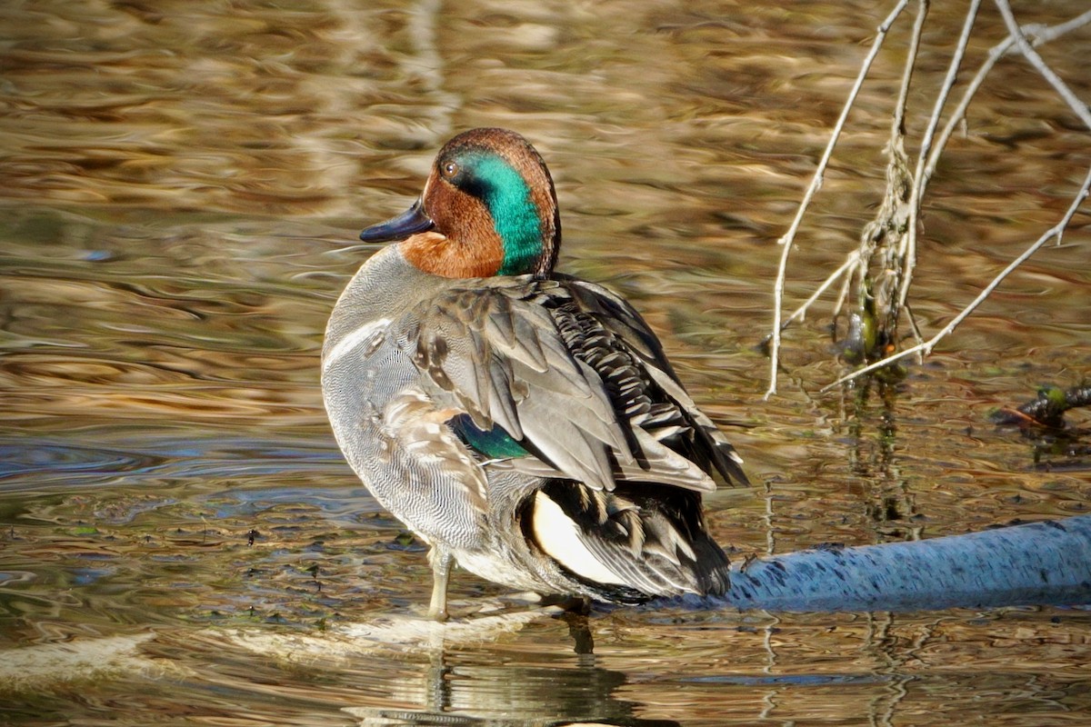 Green-winged Teal - ML512927871