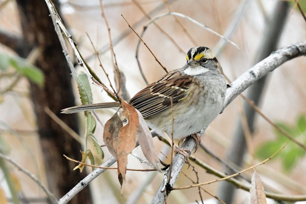 White-throated Sparrow - ML512928781