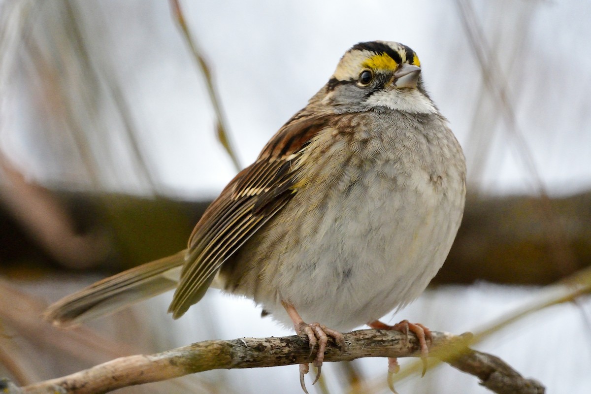 White-throated Sparrow - ML512928791