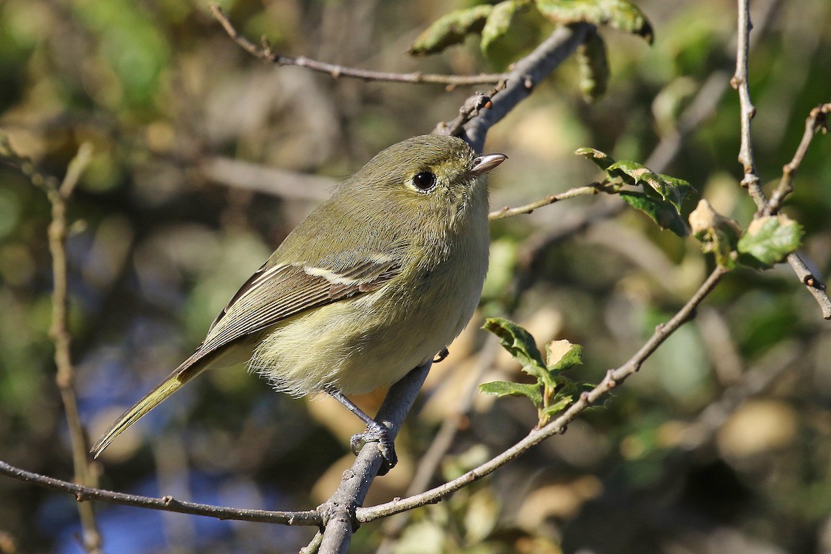 Hutton's Vireo - Joan Tisdale