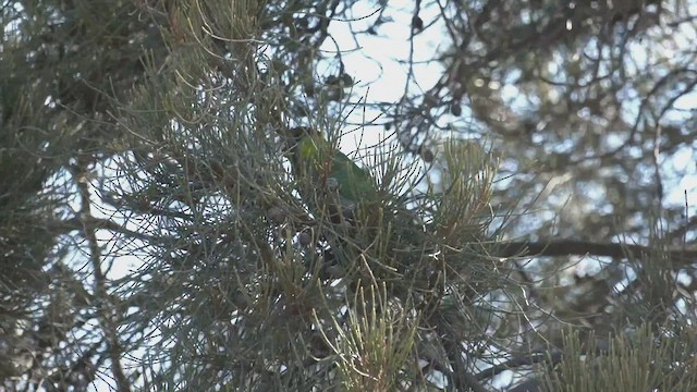Red-capped Parrot - ML512930741