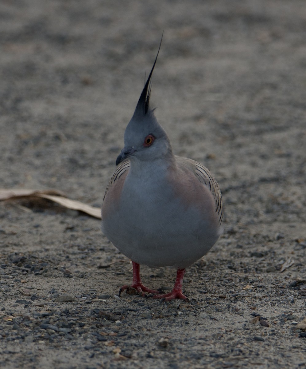 Crested Pigeon - ML512931771