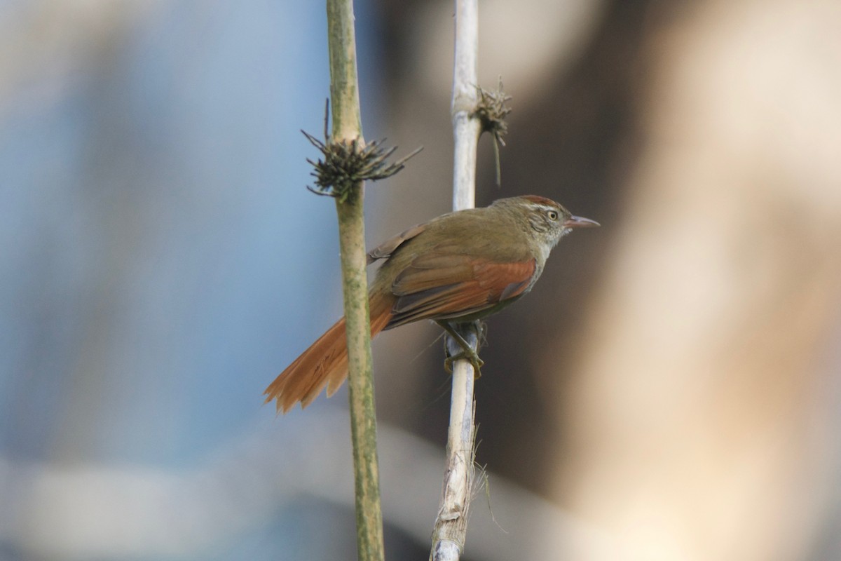 Streak-capped Spinetail - Cory Gregory