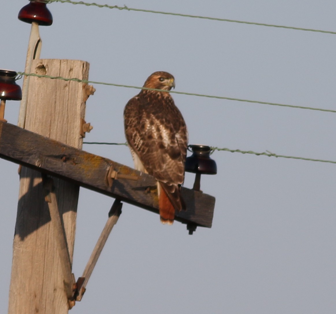 Red-tailed Hawk - ML512932741