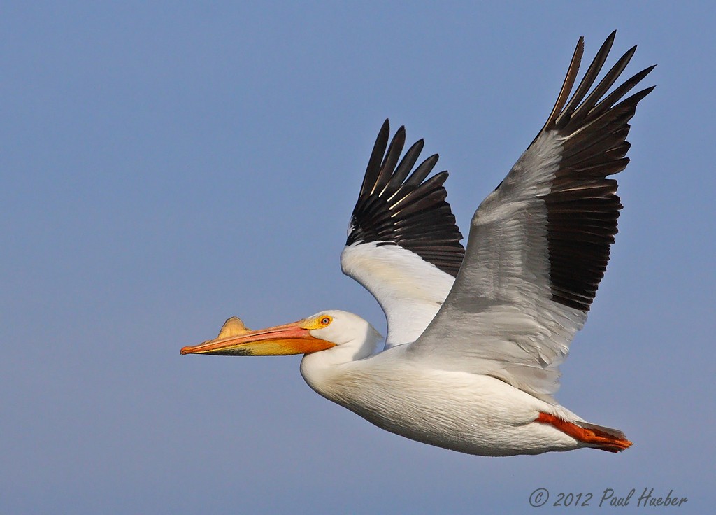 American White Pelican - Paul Hueber