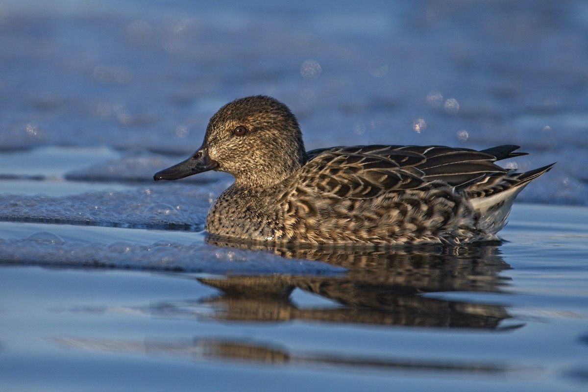 Green-winged Teal - ML512938281