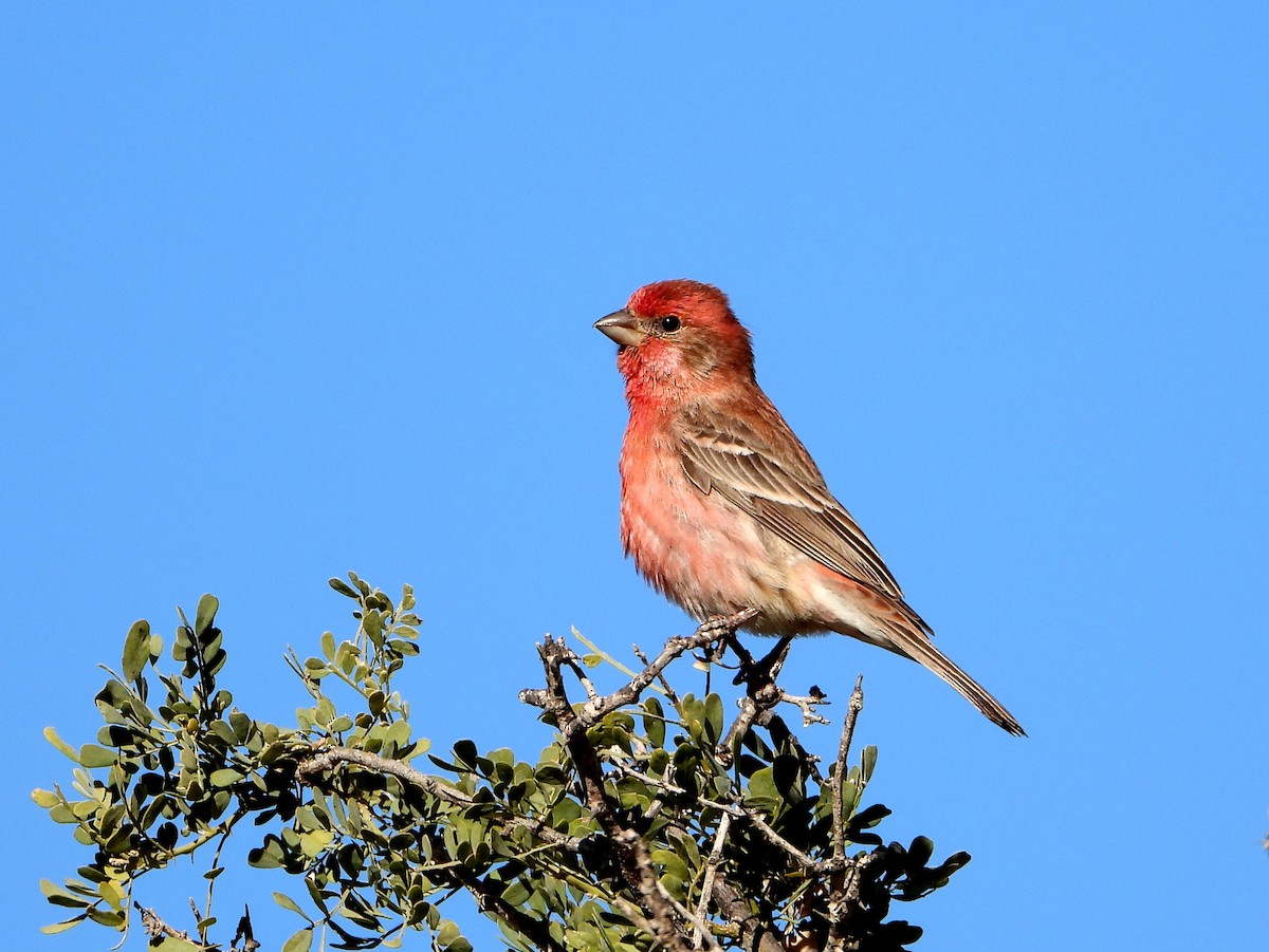 House Finch - Mary Tannehill