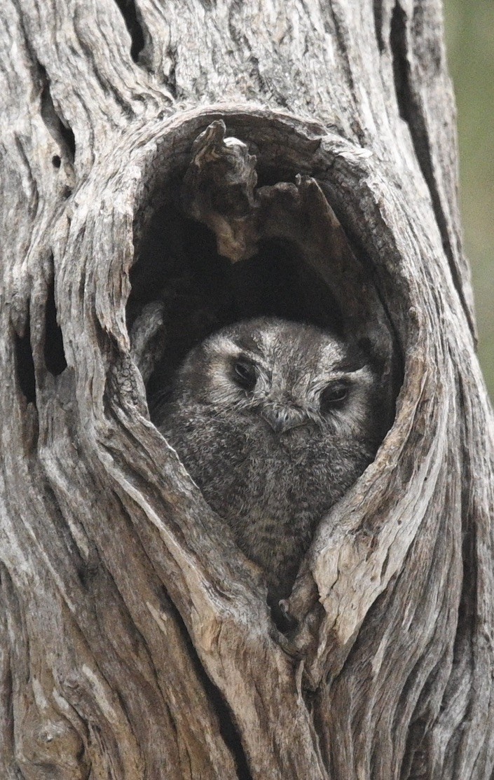 Australian Owlet-nightjar - ML512940971