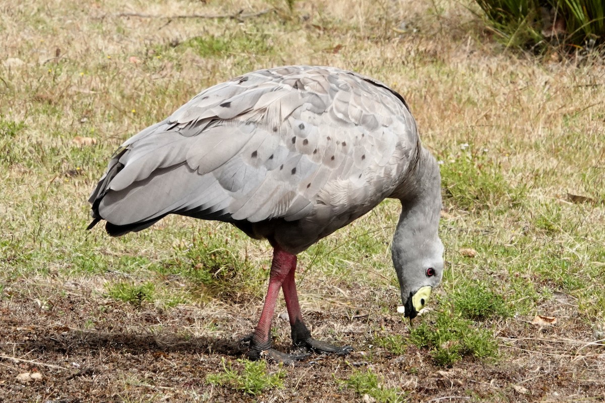 Cape Barren Goose - Peter Woodall