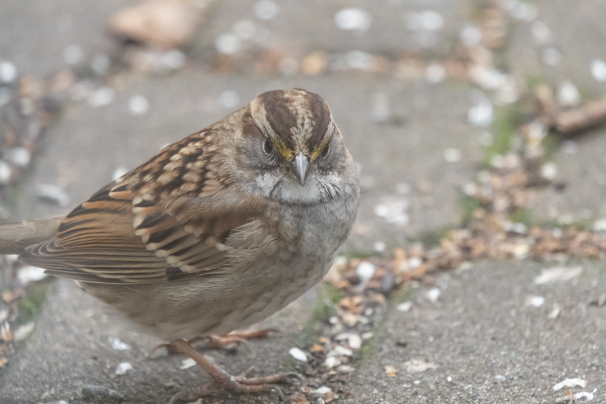 White-throated Sparrow - ML512946101