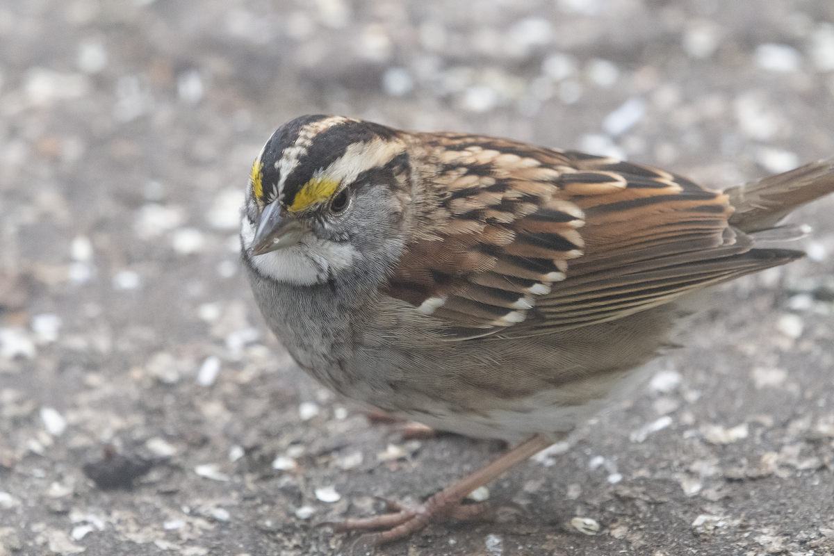 White-throated Sparrow - ML512946111