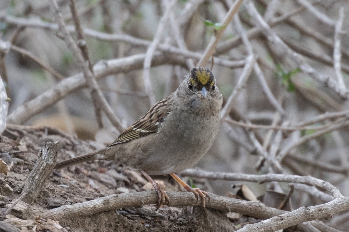 Golden-crowned Sparrow - ML512949081
