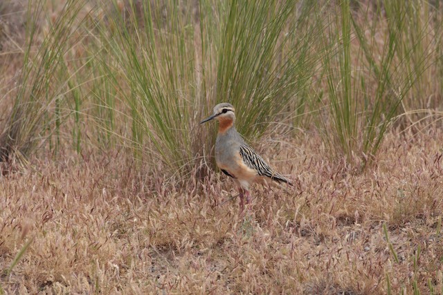 Lateral view (subspecies <em class="SciName notranslate">ruficollis</em>). - Tawny-throated Dotterel - 