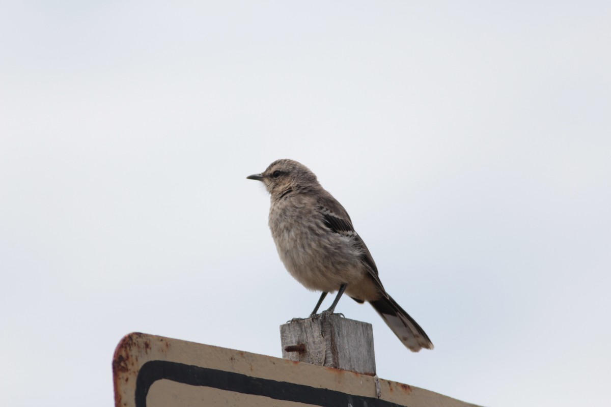 Patagonian Mockingbird - ML512952491