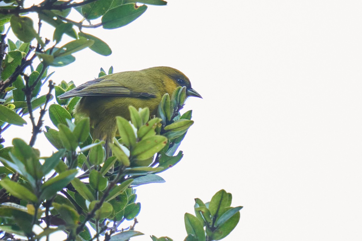 Kauai-Akepakleidervogel - ML512953441