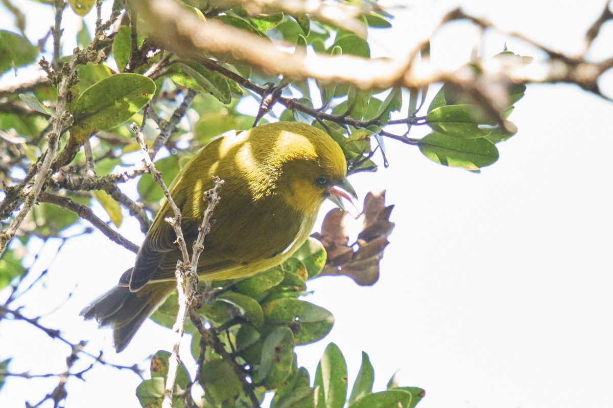Kauai-Akepakleidervogel - ML512953451