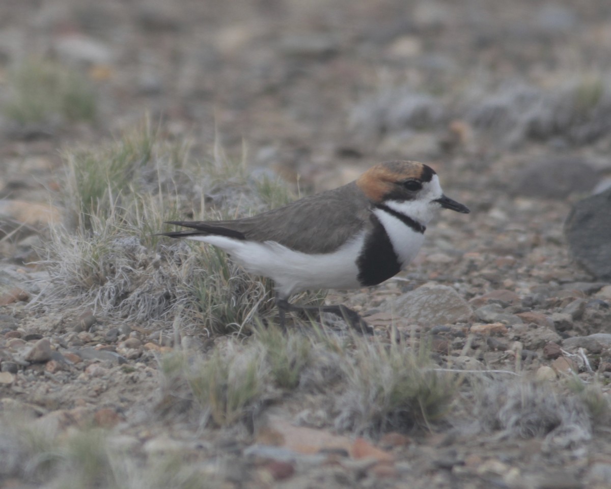 Two-banded Plover - ML512957801