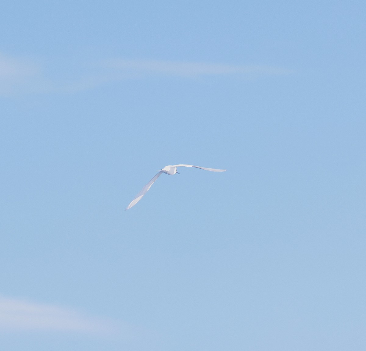 White Tern (Pacific) - ML512958351