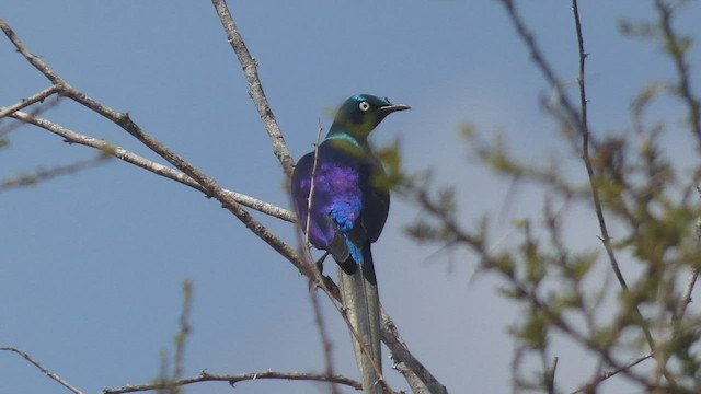 Golden-breasted Starling - ML512958431