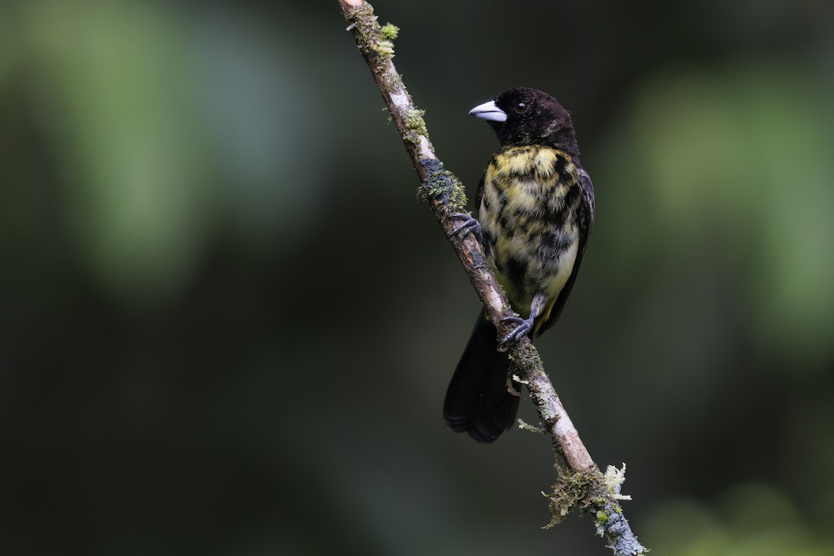 Flame-rumped Tanager - Marco Valentini