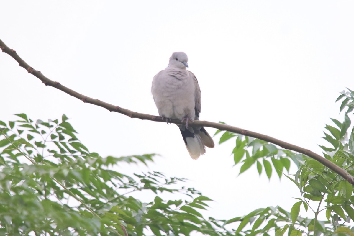 Eurasian Collared-Dove - ML512960411