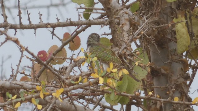 African Emerald Cuckoo - ML512961371