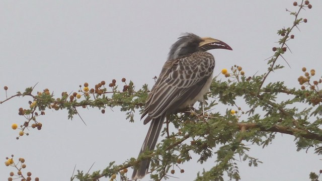 African Gray Hornbill - ML512961421