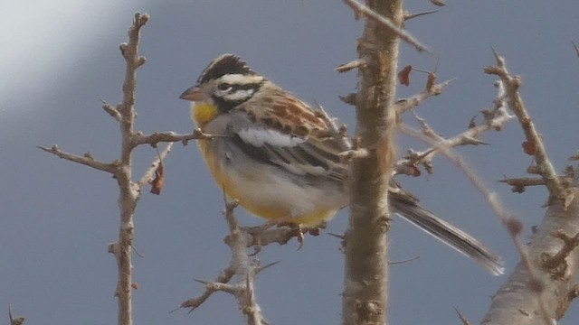 Golden-breasted Bunting - ML512961901