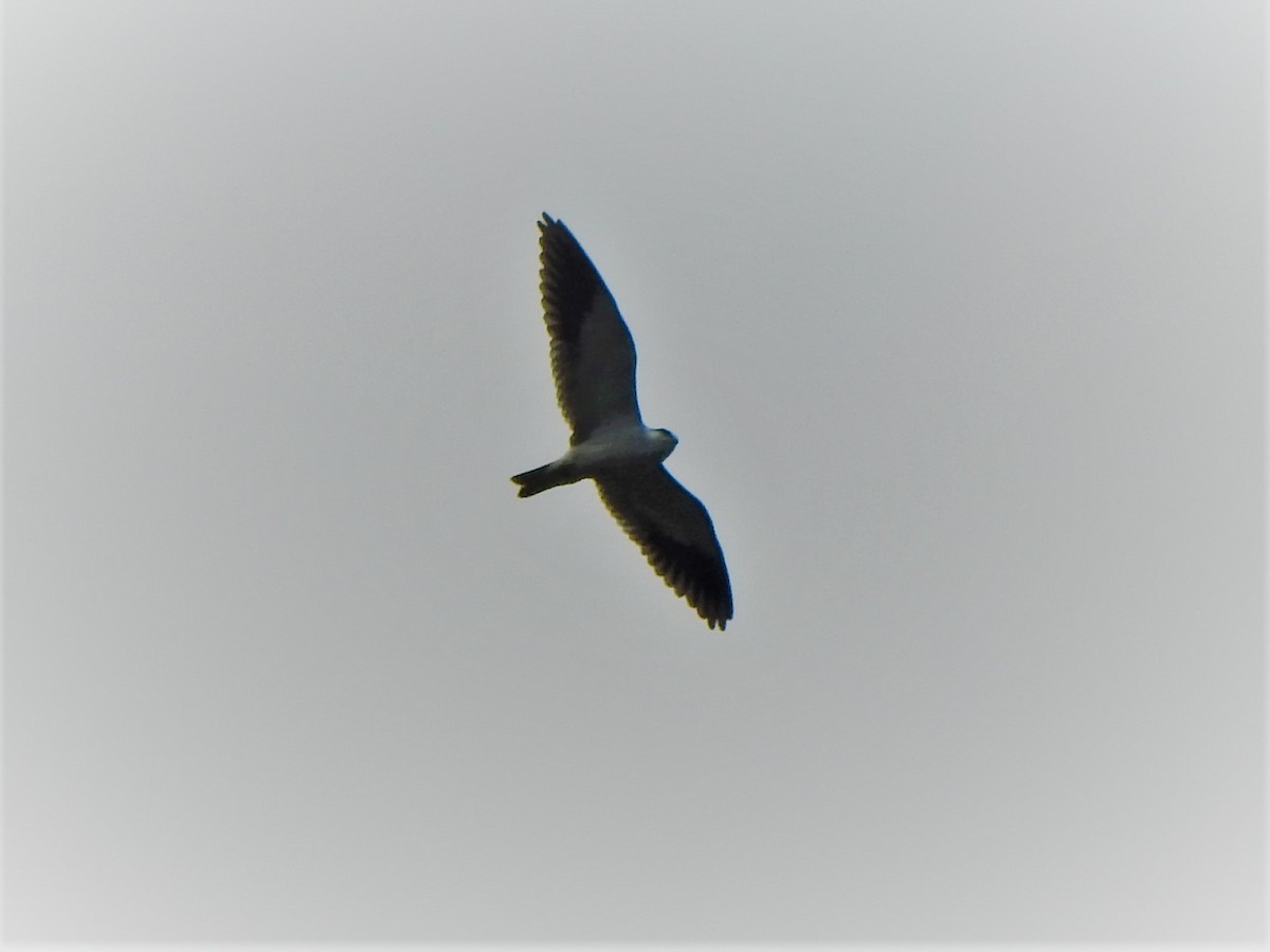 Black-winged Kite - ML512962921