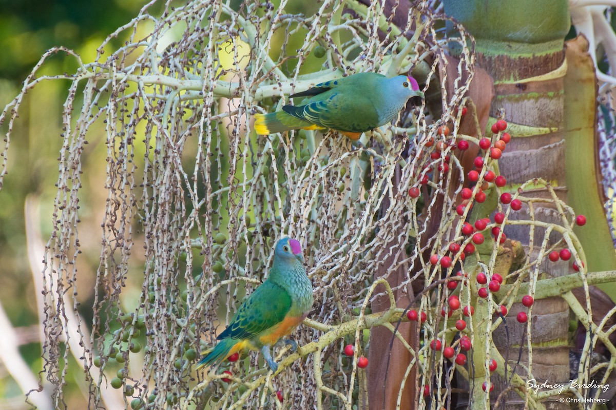 Rose-crowned Fruit-Dove - ML512963021