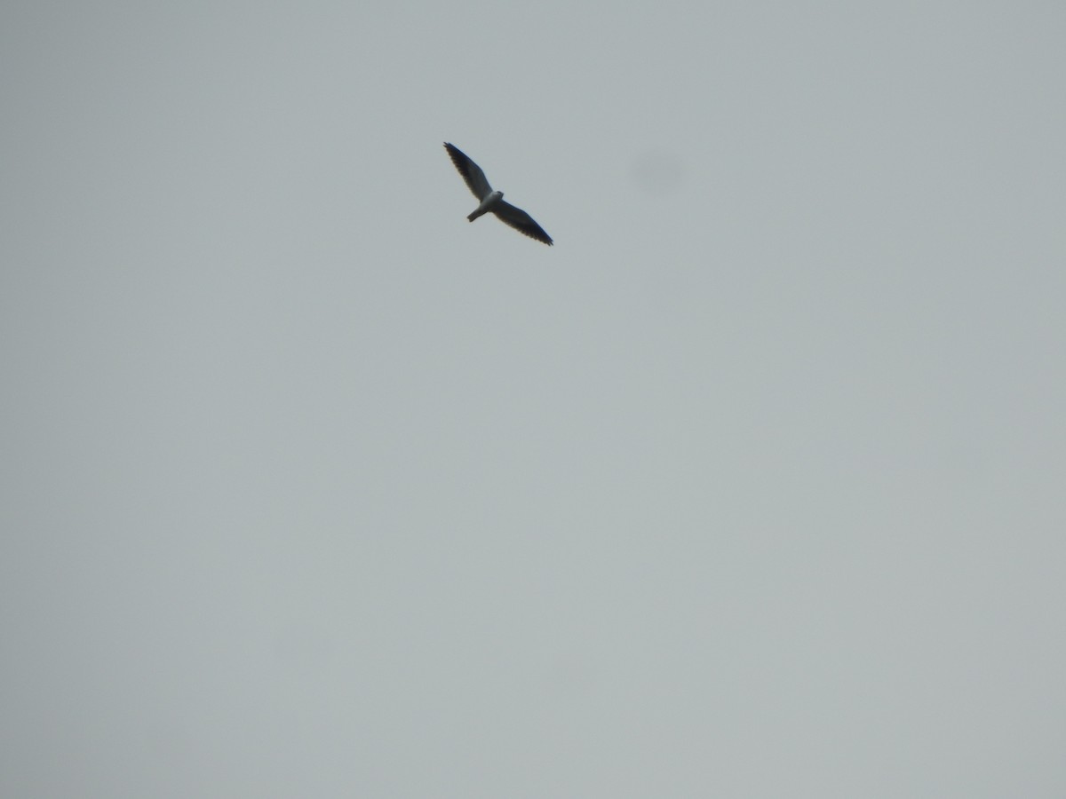 Black-winged Kite - ML512963081
