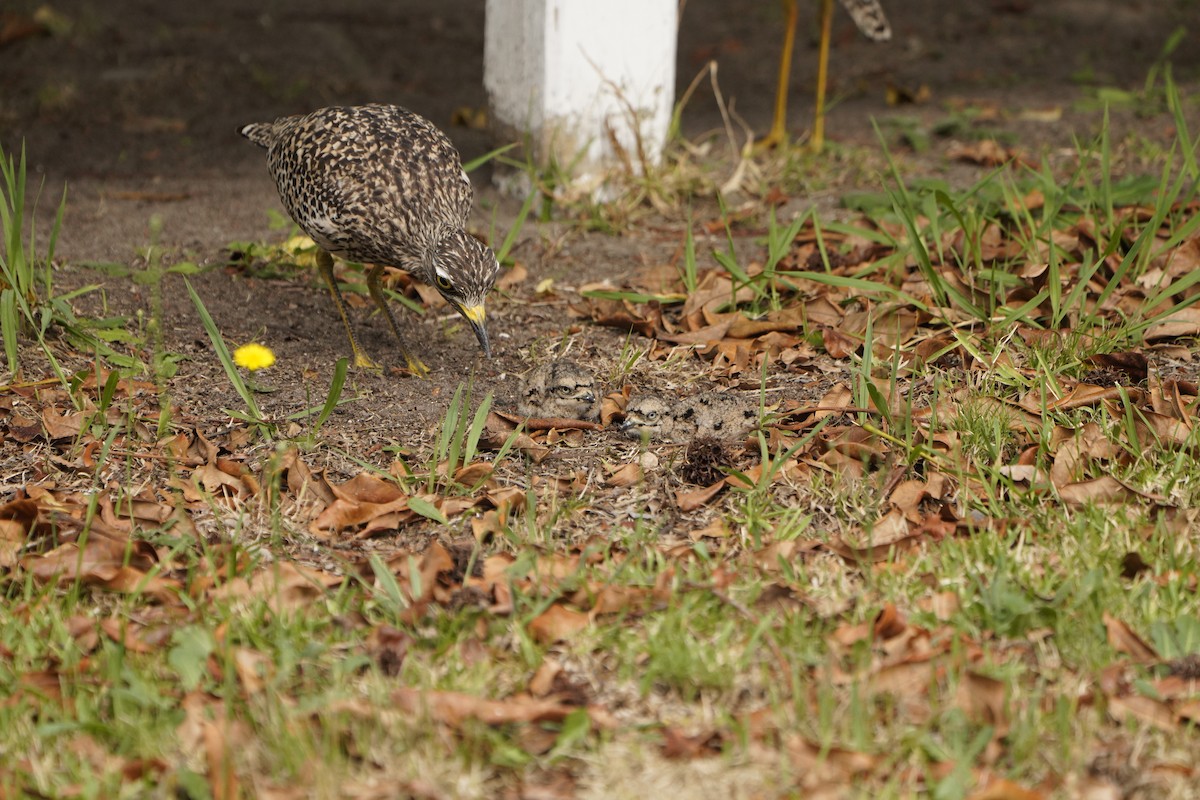 Spotted Thick-knee - ML512965721