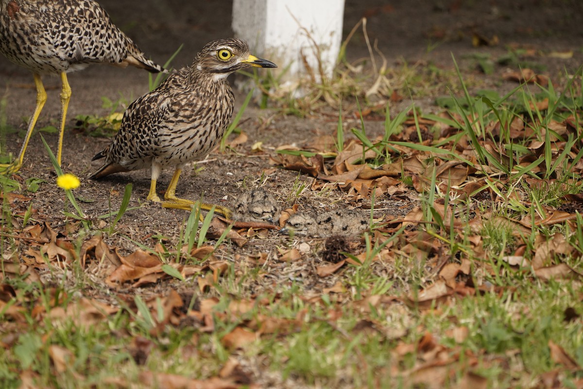 Spotted Thick-knee - ML512965731